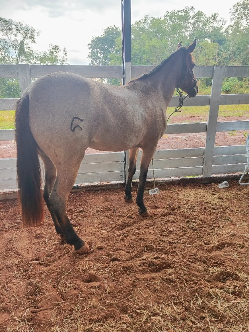 Cavalo