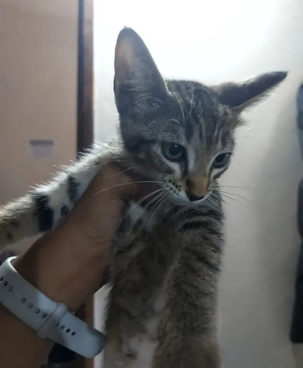 Gatinho lindo disponível para adoção - Foto 5