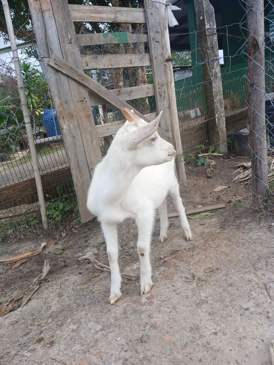 Cabra saanen de 3 meses para venda
