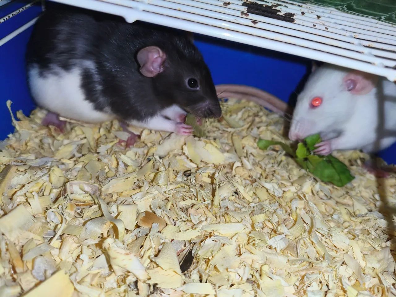 Rato twister  - Foto 2