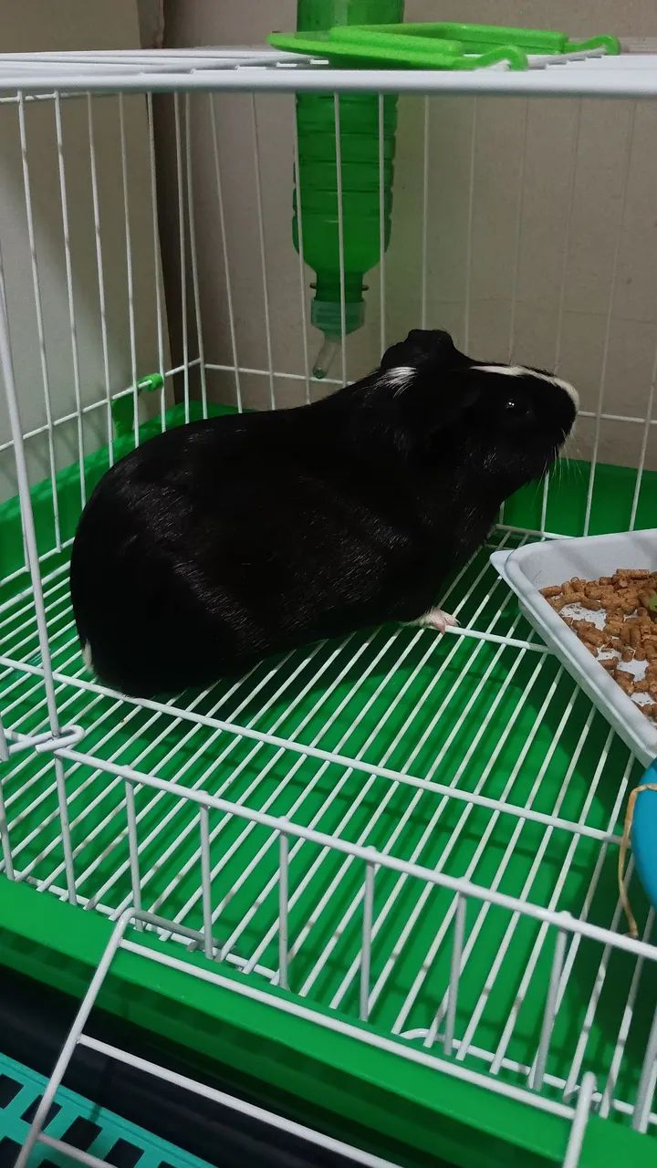 Porquinho da Índia com acessórios  - Foto 2