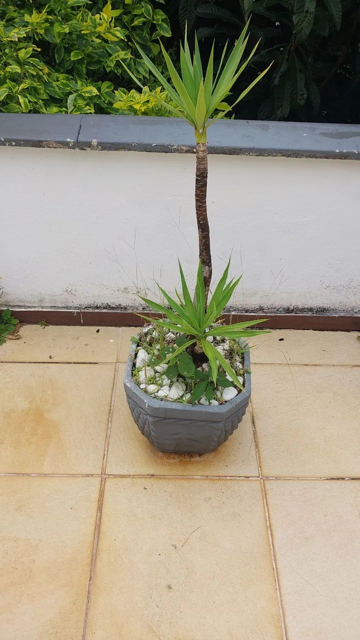 Vasos de Planta em Concreto com planta Yucca - Foto 2