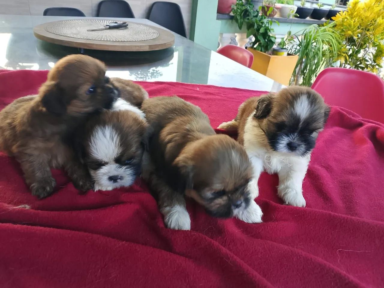 Shih tzus filhotes  promoção 700$$ - Foto 5