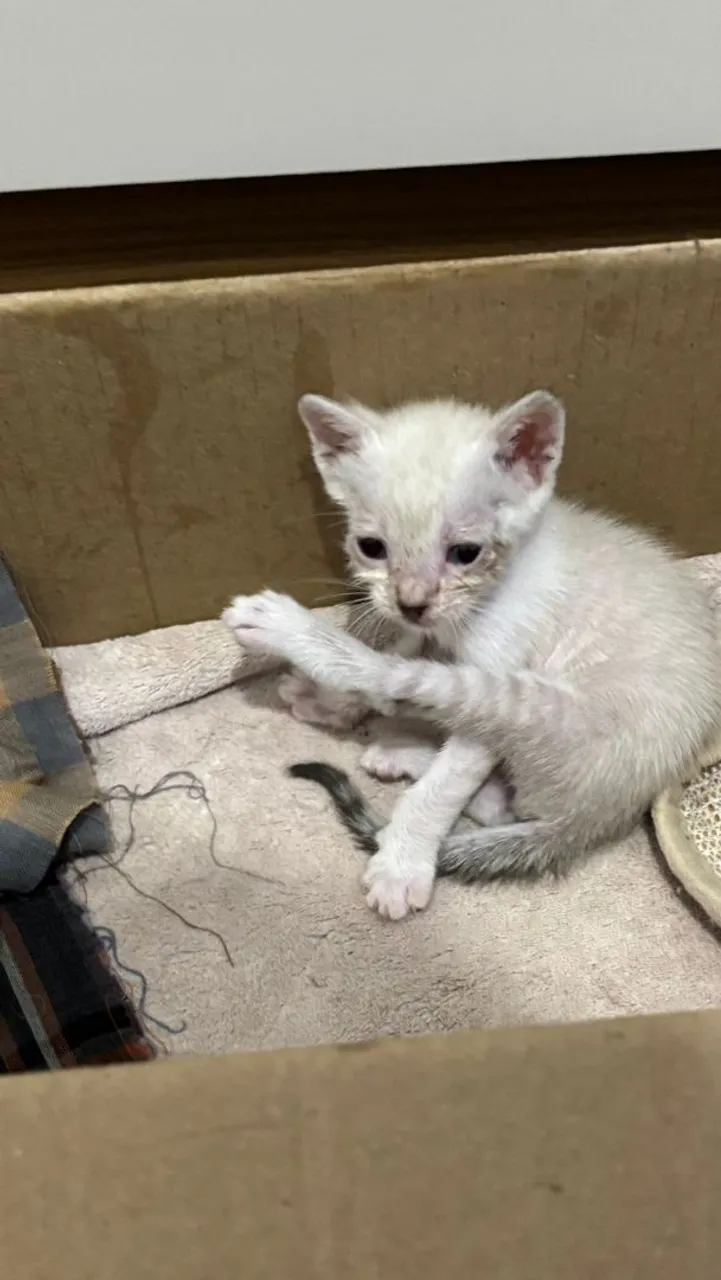 Gatinho filhote para adoção siamês 
