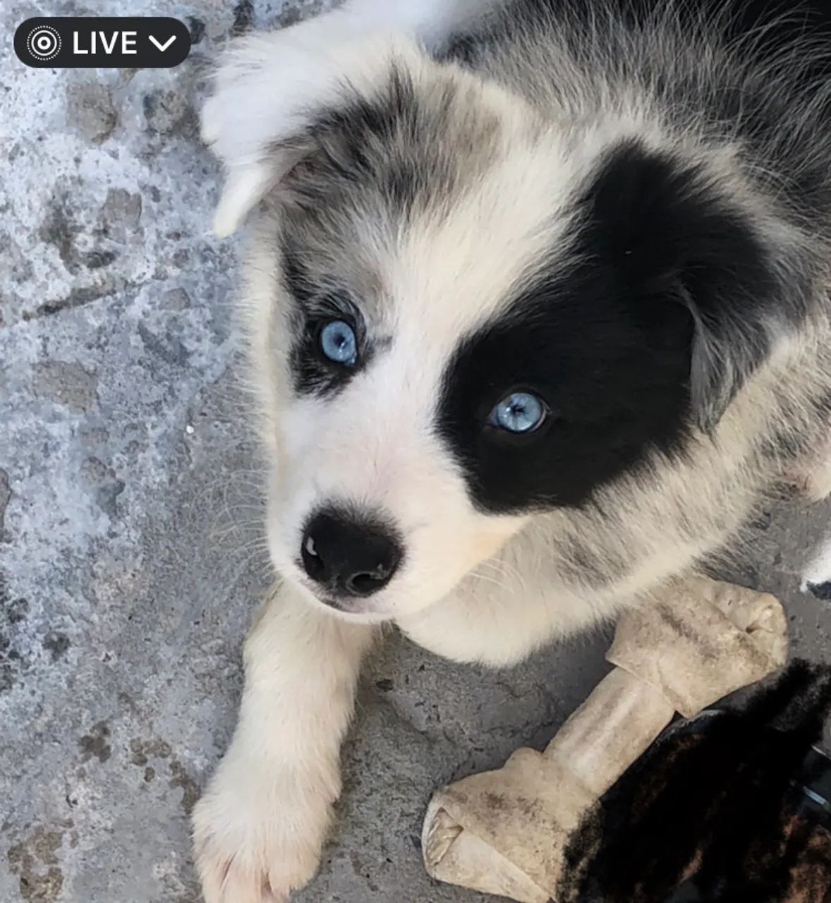 Filhote de Border Collie com olhos azuis