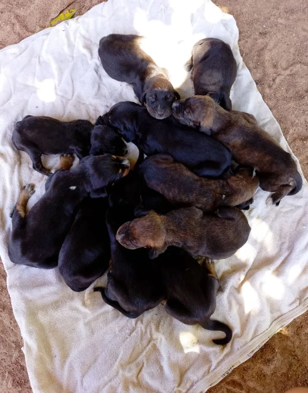Filhotes de cachorro americano