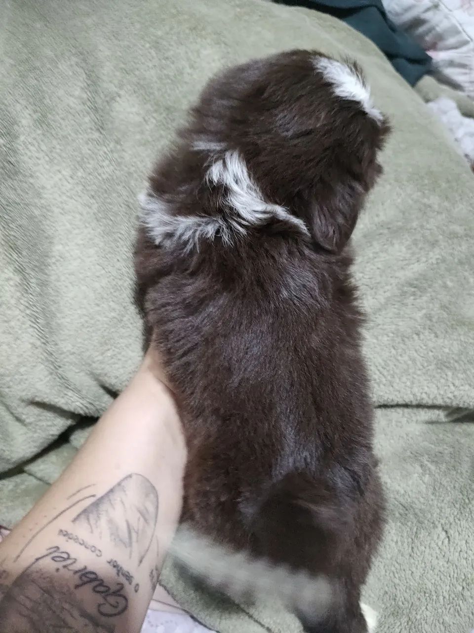 Shih Tzu macho - Foto 6