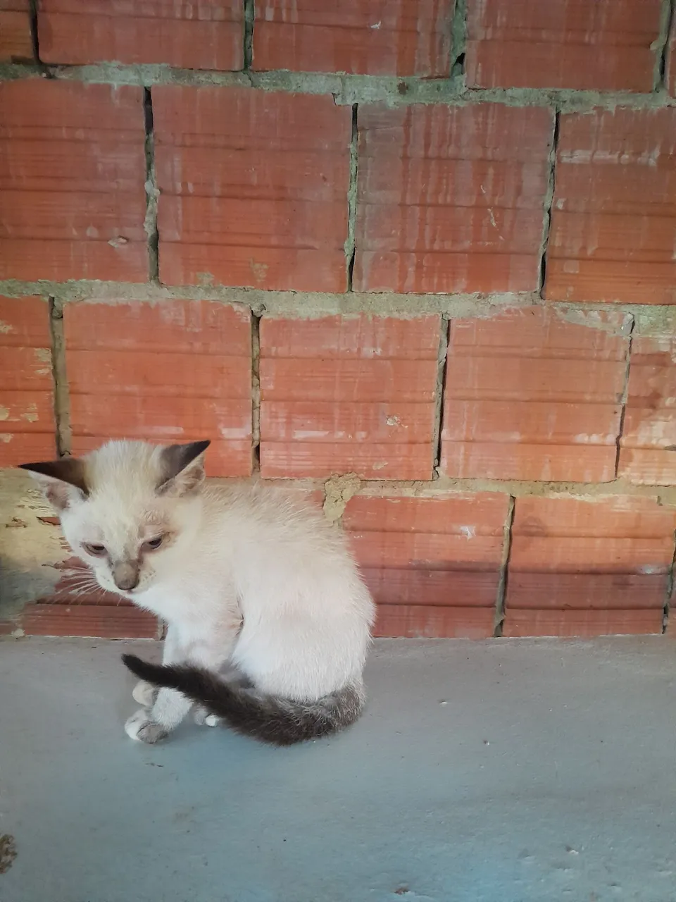 Gatinho macho carinhoso