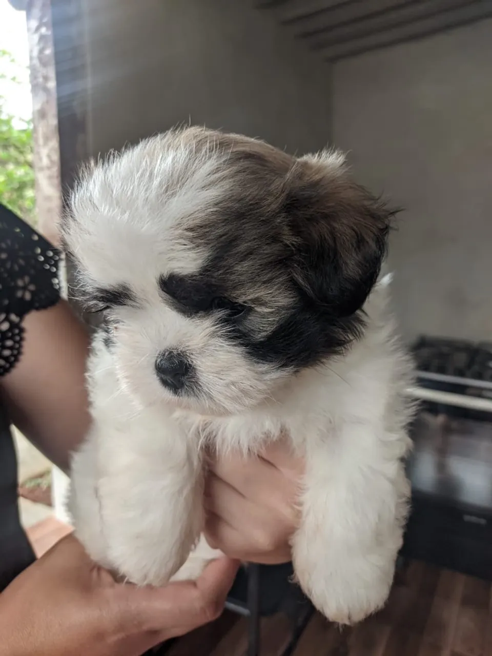 Shihtzu macho