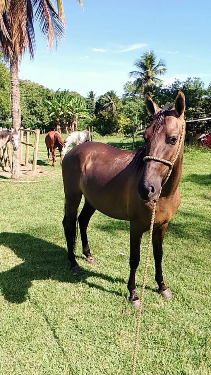 Potro lindo para venda macha batida  - Foto 2