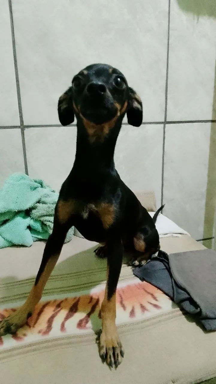 Filhote de Pinscher - Foto 3