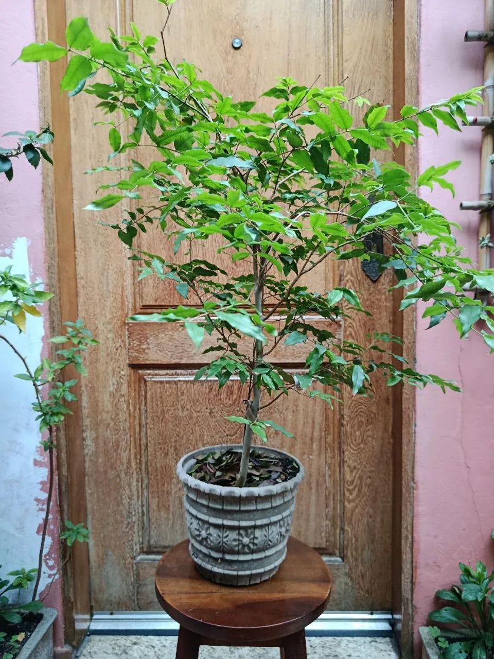 Muda de jabuticaba 