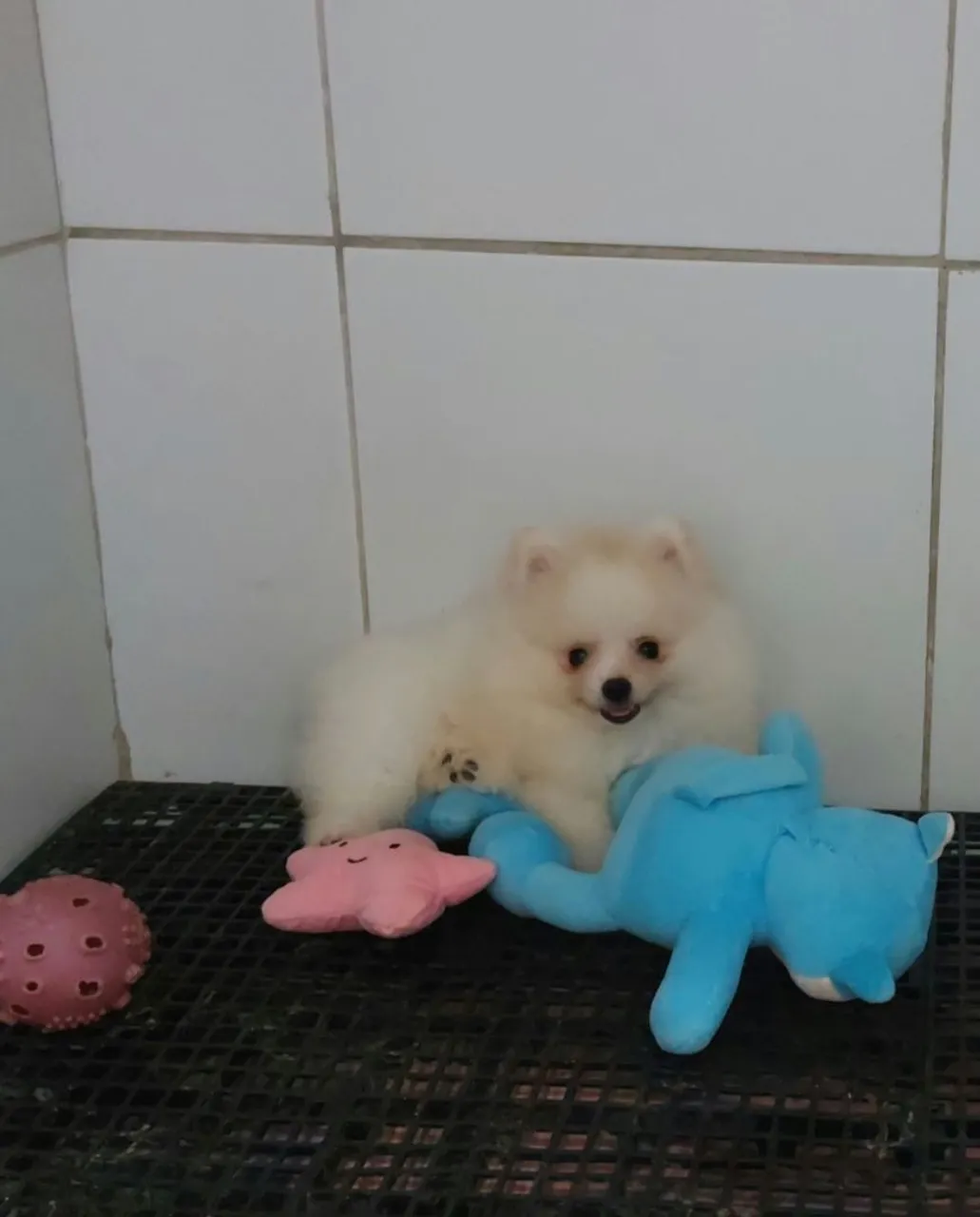 Filhote Spitz Alemão Macho Canil Lienn