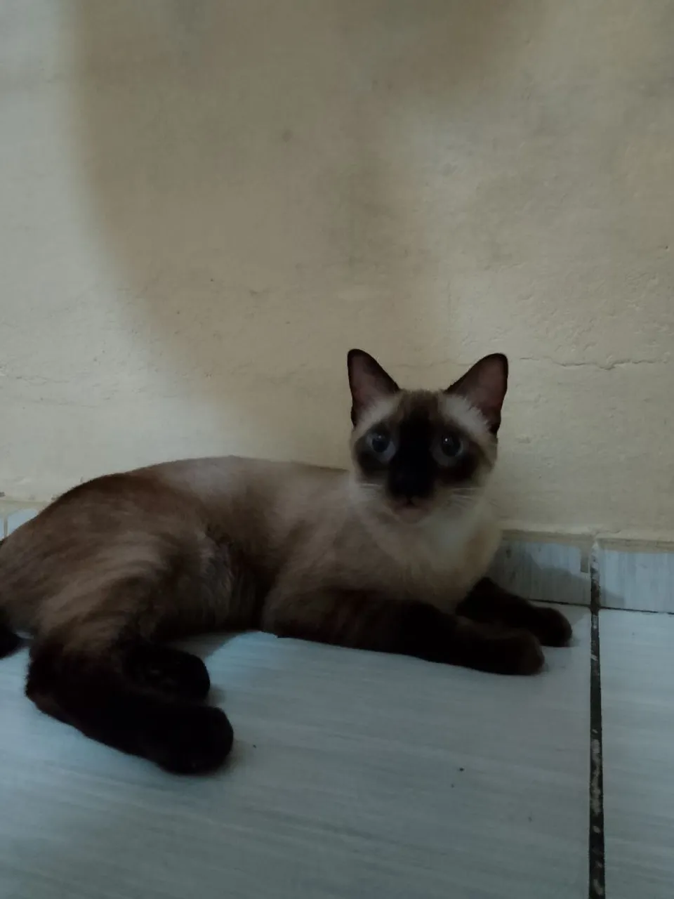 Gatinho Siamês para adoção
