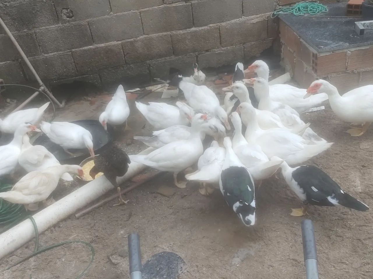 Patos promoção