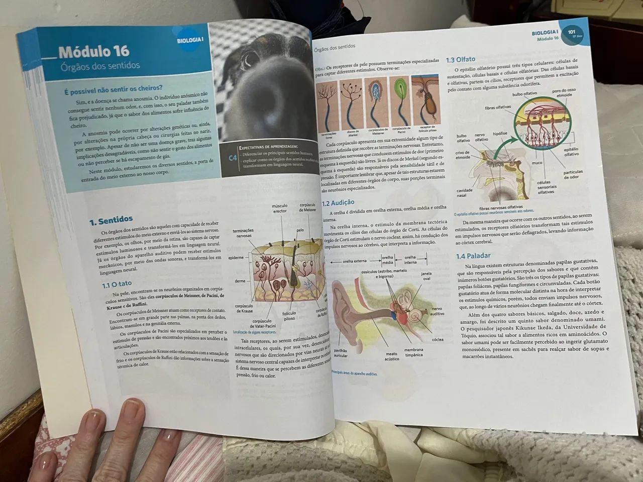 Apostilas Eleva  11º Ano - Diversas Matérias - Foto 5