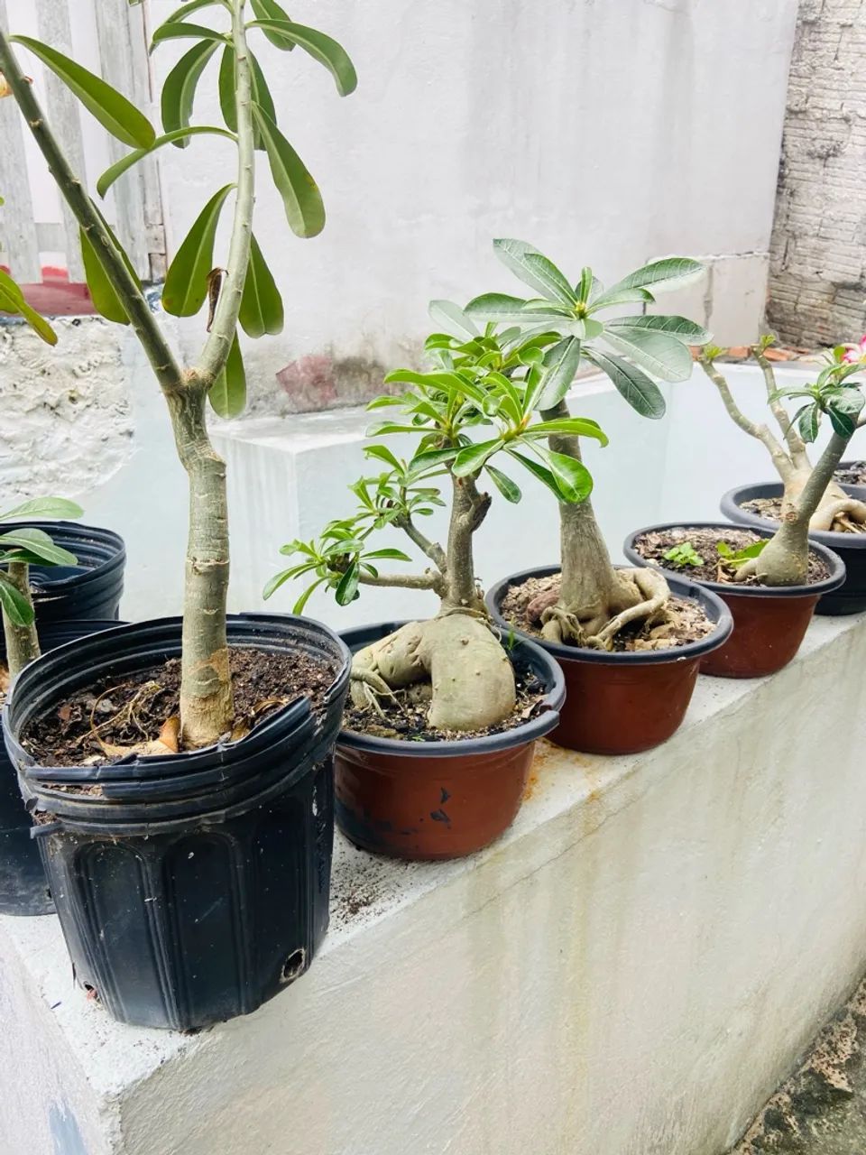 4 Mudas de Adenium obesum (Rosa do Deserto) - Foto 4
