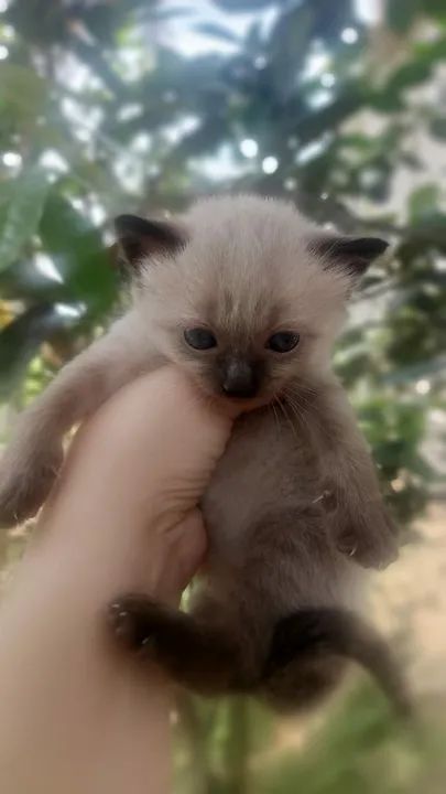 Gatinhos disponível para adoção - Foto 4