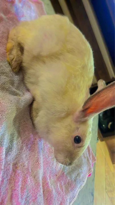 coelhinhos fofinhos  - Foto 2