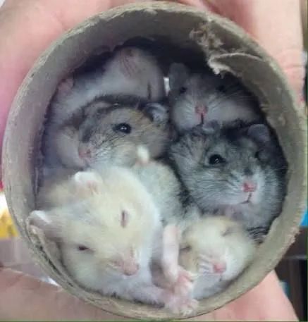 Hamster - lote para Petshop