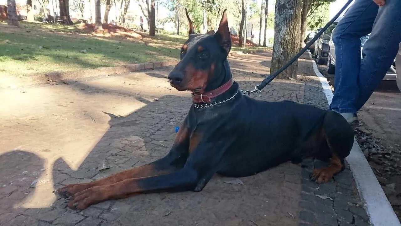 Doberman lindos - Foto 3