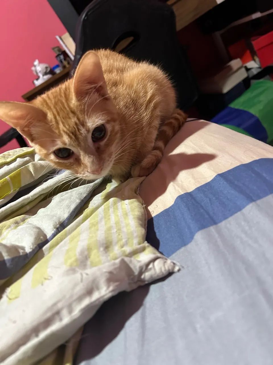 Doação de gato laranja macho e Escaminha fêmea 