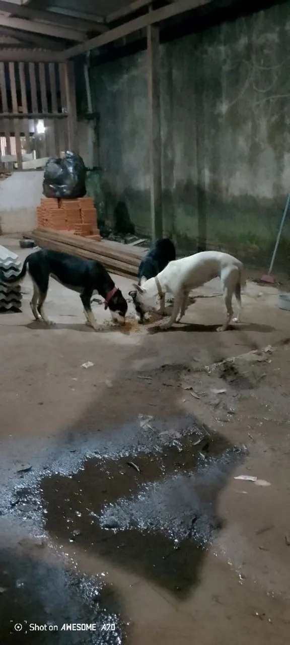 Doação de cachorras 