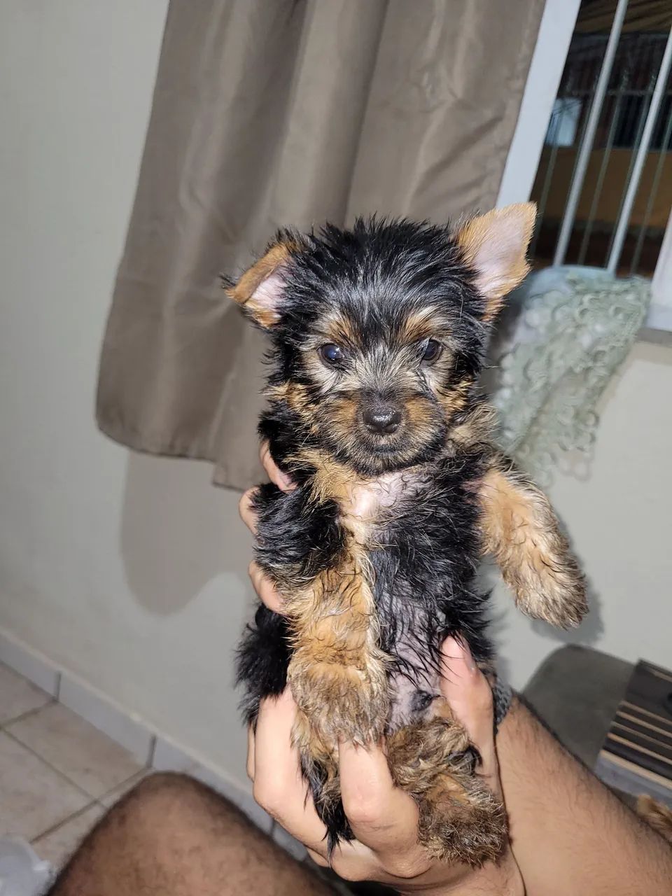 Yorkshire Terrier Filhote - Foto 4