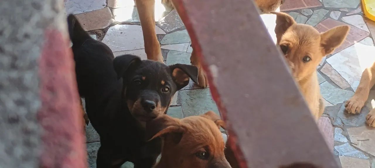 Filhotes de cachorro - Foto 3