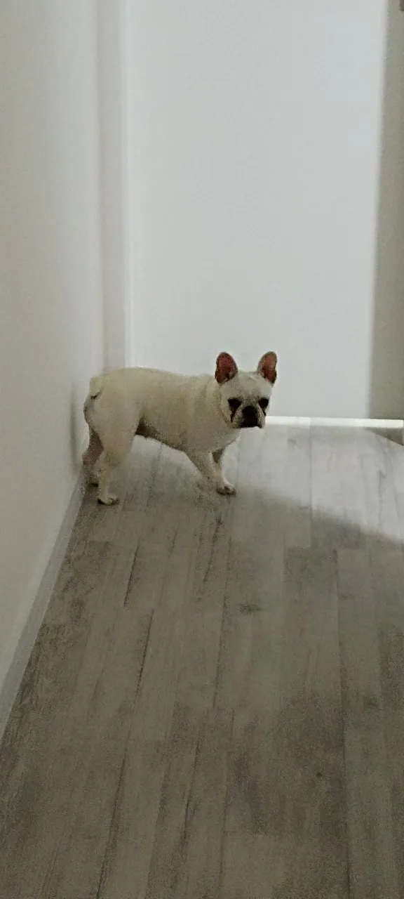 Budog Francês