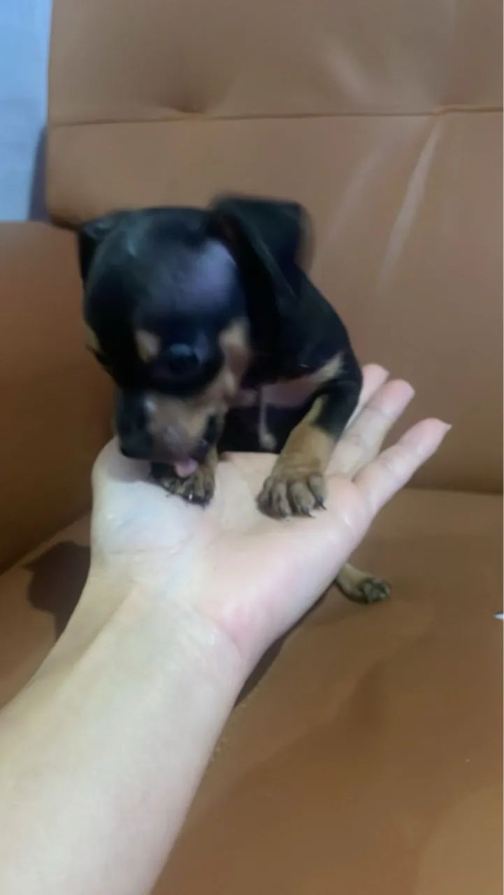 Pinscher miniatura  - Foto 2
