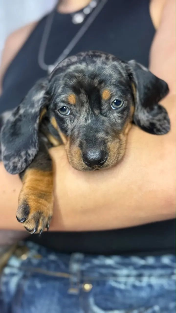 Basset daschound  - Foto 4
