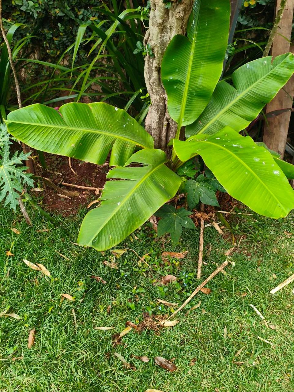 Mudas Banana ourinho