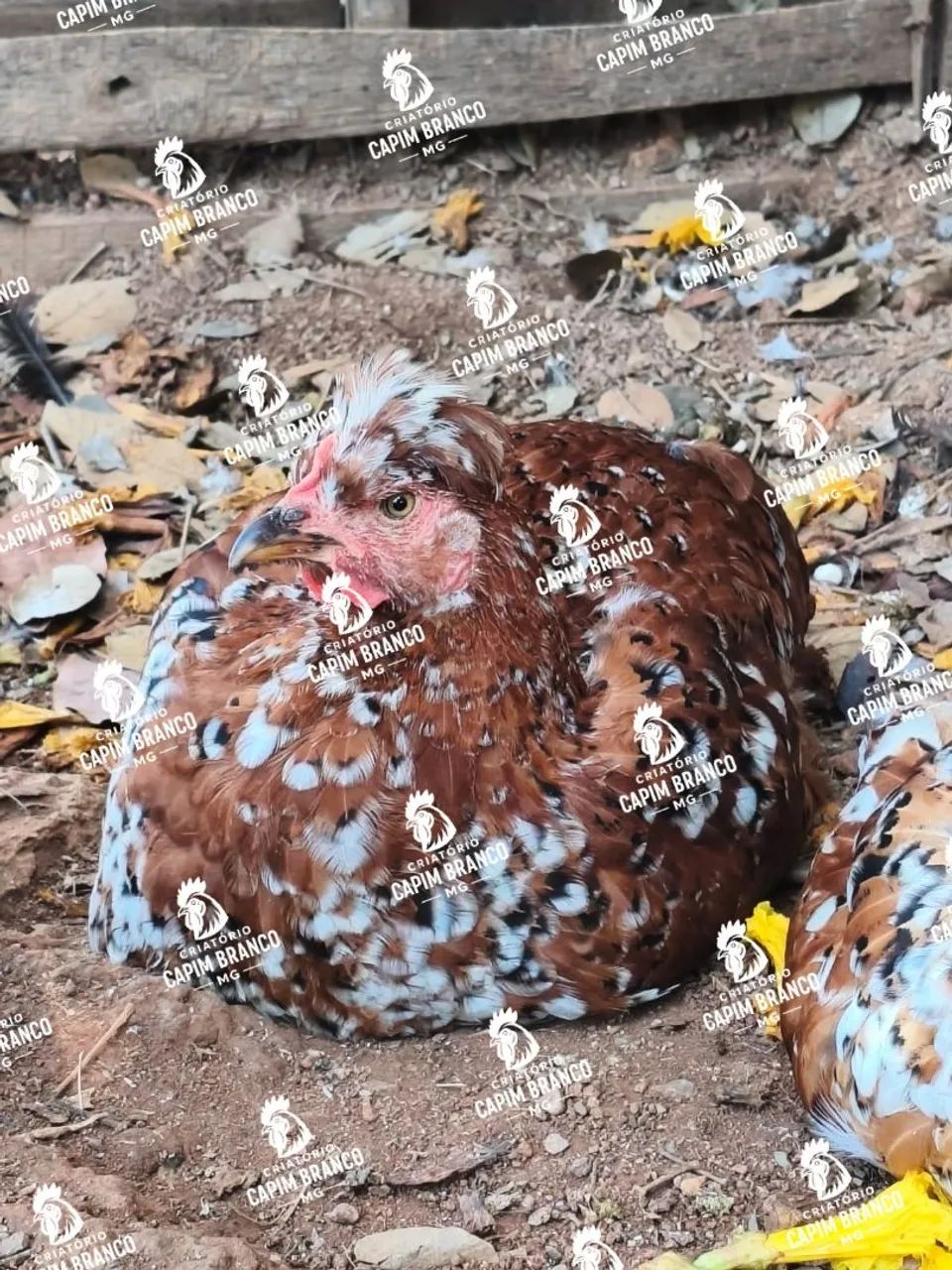 Galinhas e Frangas  - Foto 2