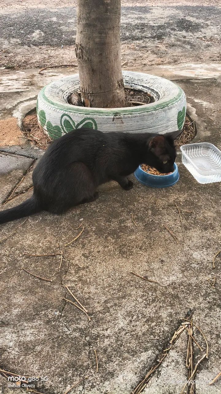 Gatinha para adoção  - Foto 4