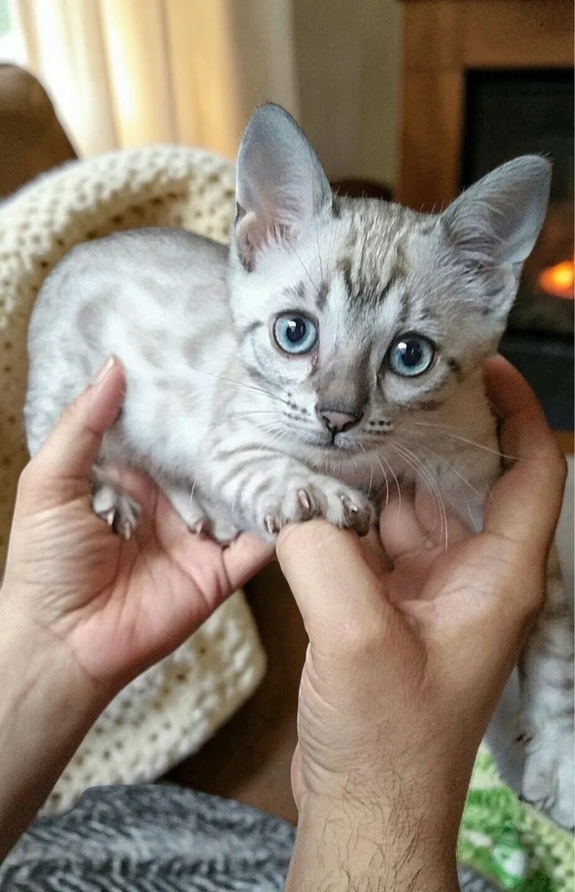 Filhotes de Bengal Snow Lynx  - Foto 2