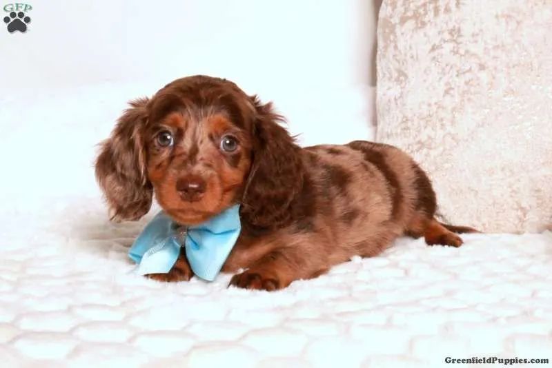 Dachshund com pedigree 