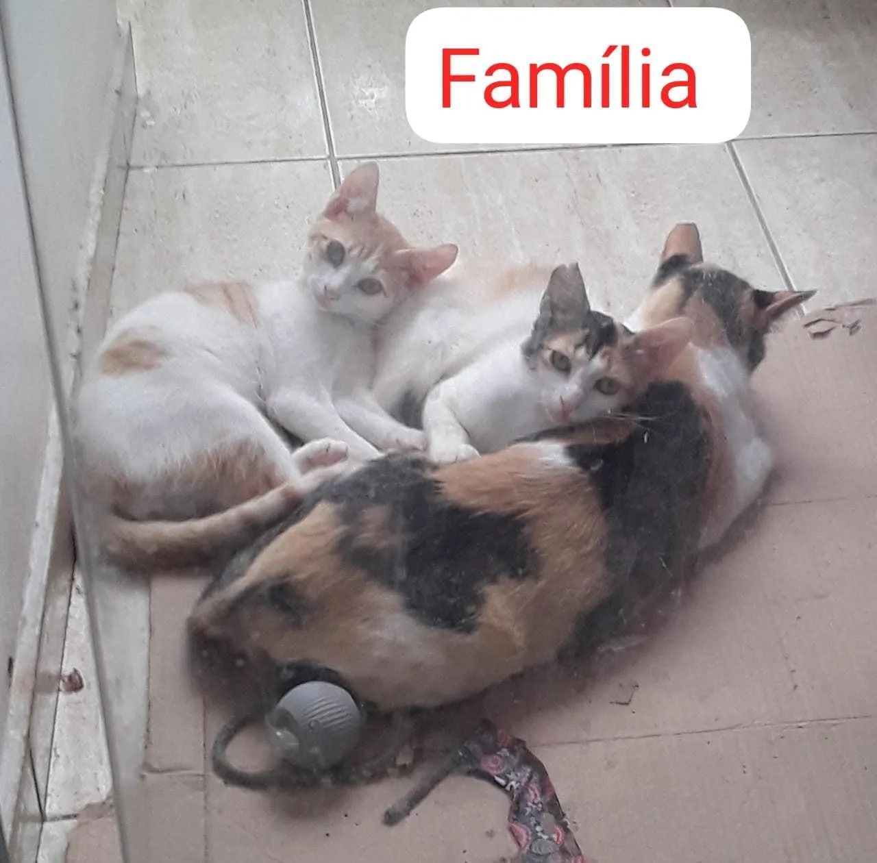 Adoção responsável  - Foto 4