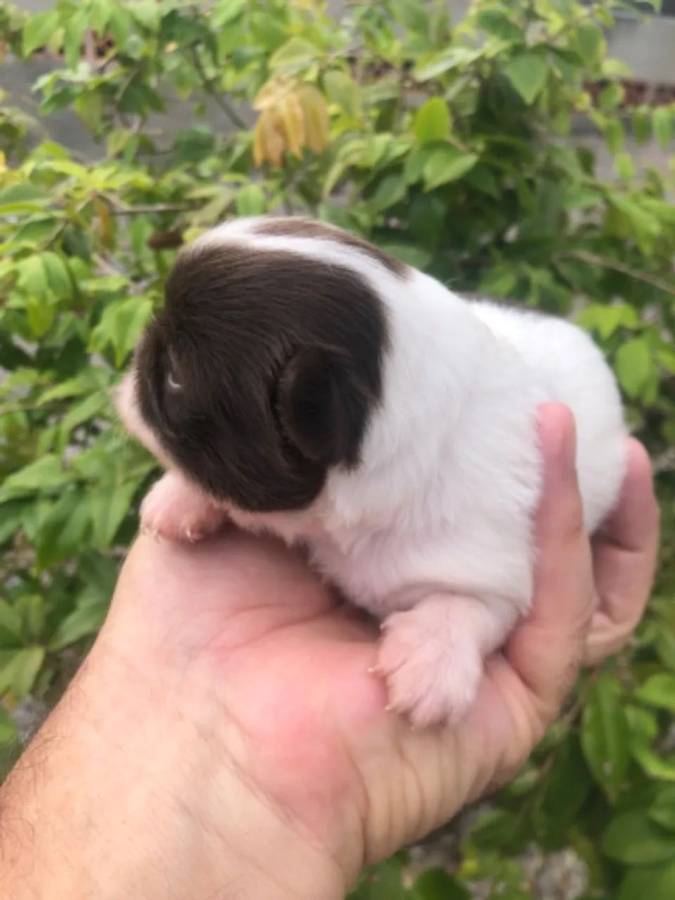 Macho chihuahua pelo longo chocolate com branco  - Foto 3