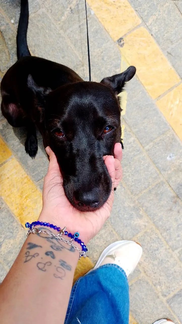 Doa-se cachorra - Foto 5