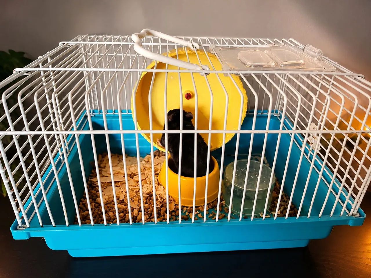 Hamster com kit completo. - Foto 2
