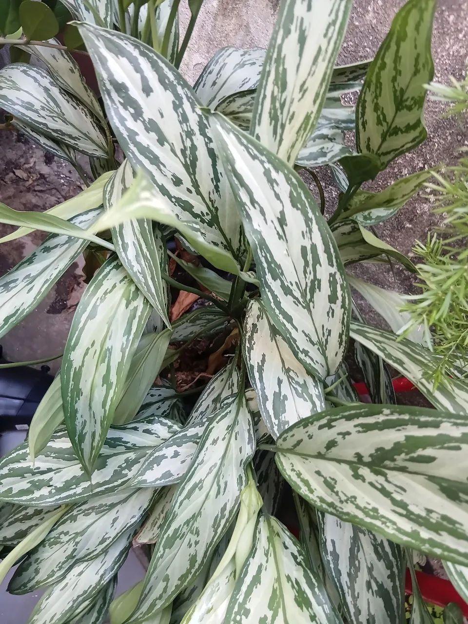 Temos plantas - Foto 2