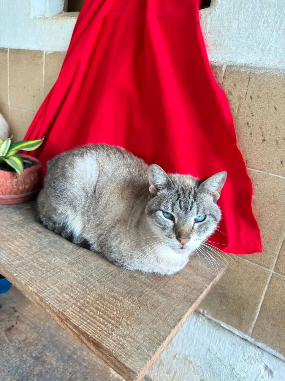 Gata Castrada  - Foto 2