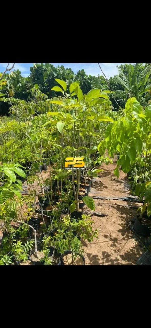 Fazenda para venda em Bananeiras - PB REF: FA0002 - Foto 3