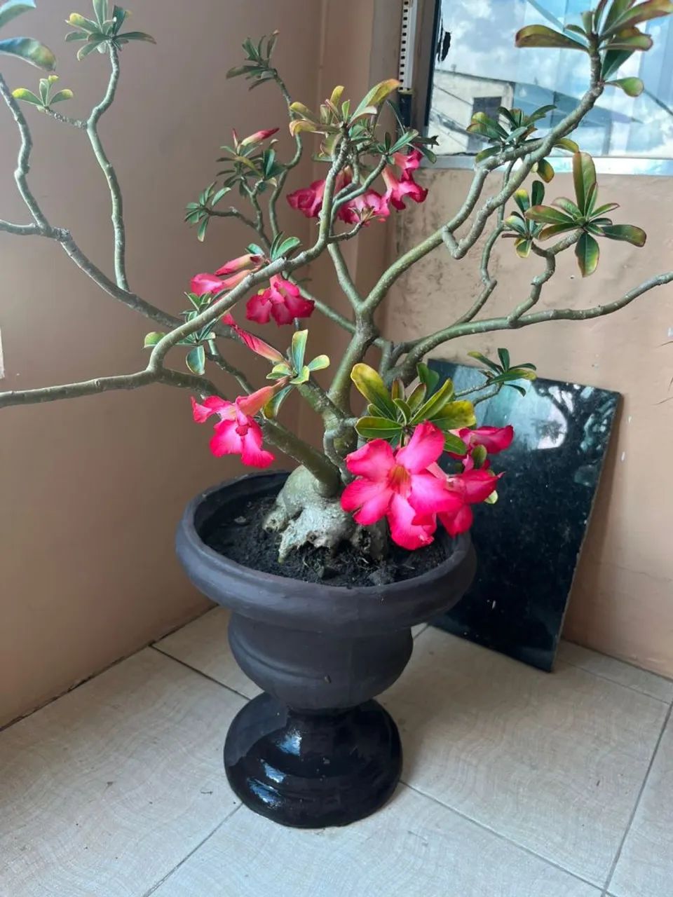 Planta rosa do deserto em vaso grande - Foto 4