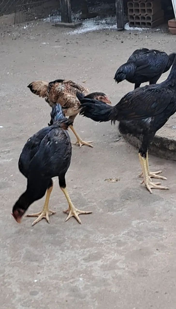 FRANGO INDIOS 