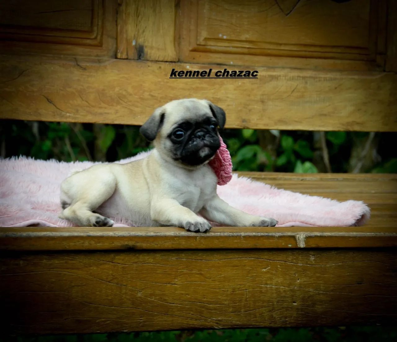 Pug mini essa menina é de apaixonar em campinas 