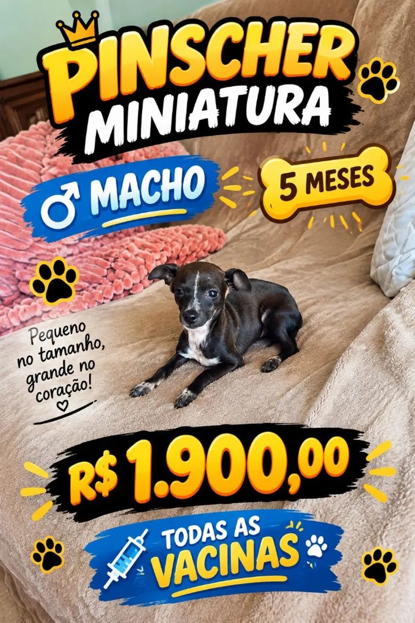 PINSCHER MINIATURA 