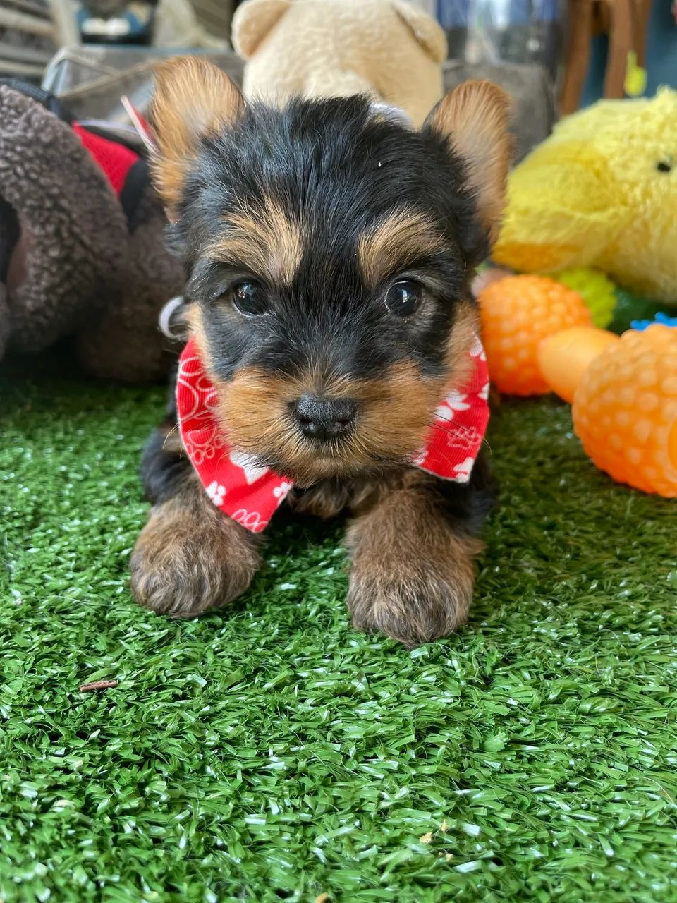 Yorkshire macho mini disponível $2.200,00 - Foto 3