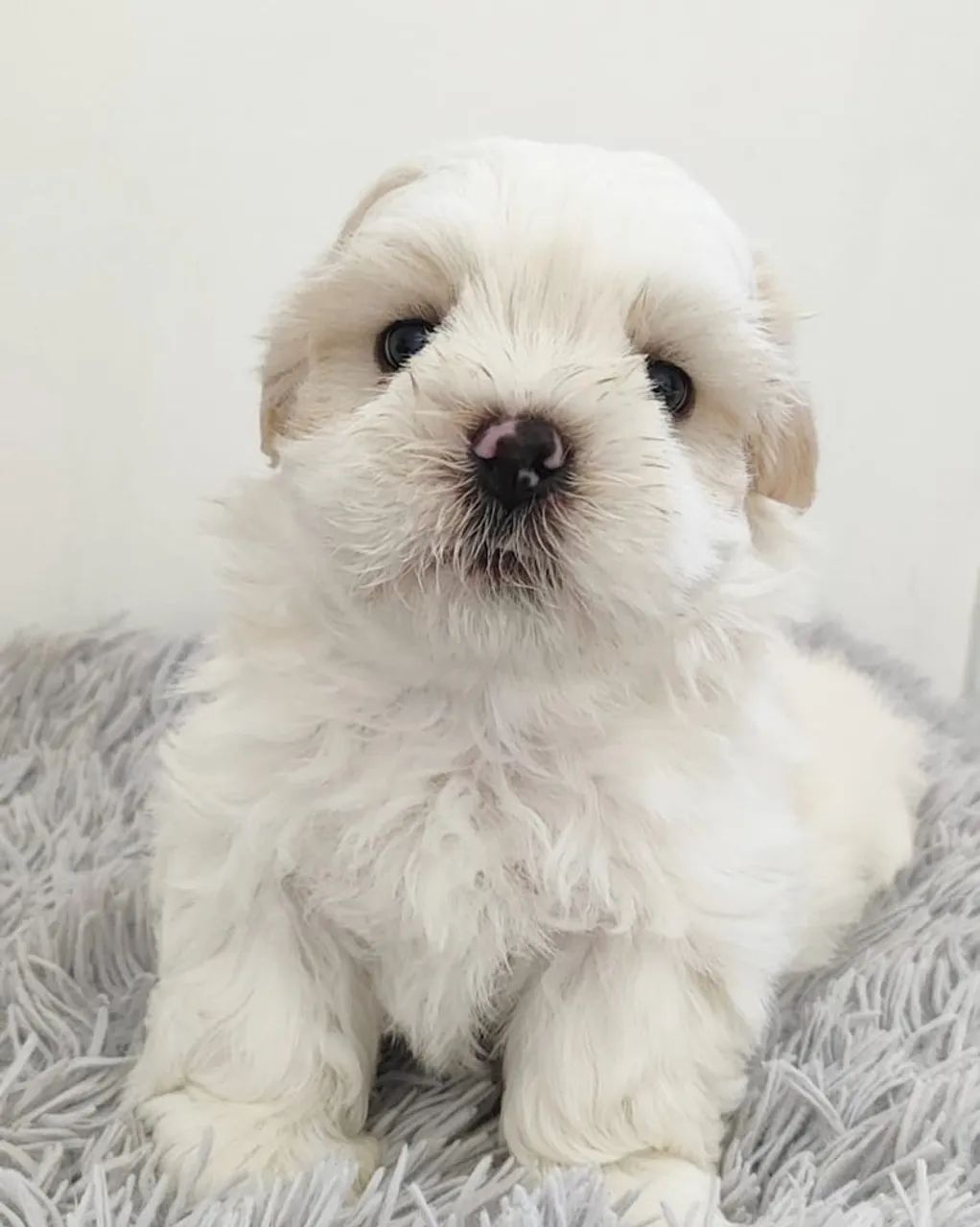 Shih tzu mini filhotes  - Foto 2
